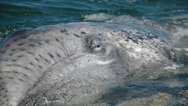 Gray Whale Calf Gray whale calf looking up from the water