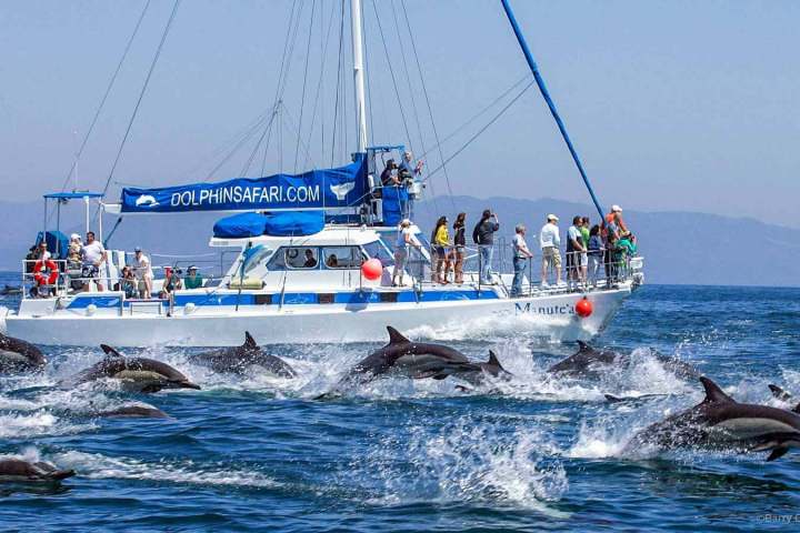 Capt. Dave's catamaran Manute'a and a dolphin stampede