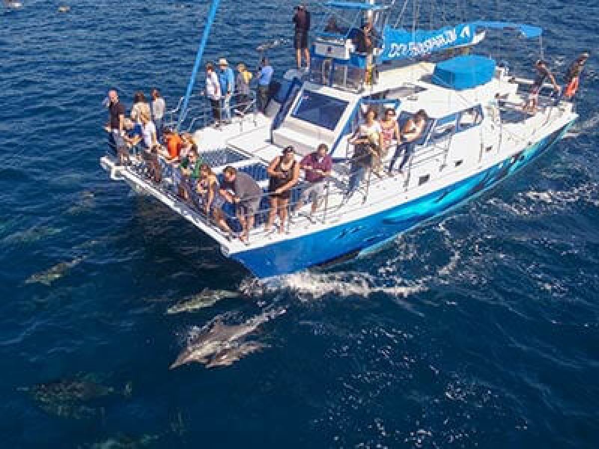 Dolphins play and bow ride with Capt. Dave's whale watching catamaran