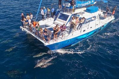 Dolphins play and bow ride with Capt. Dave's whale watching catamaran