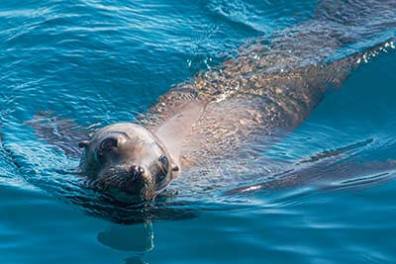 Cute sea lion in the ocean with puppy-like eyes
