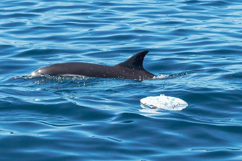 Dolphin Next to a balloon in the Ocean