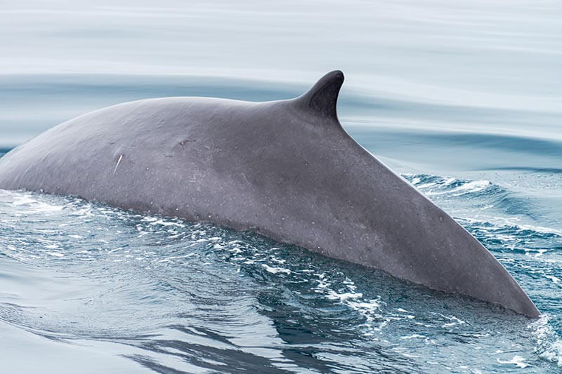 Fin Whale Dorsal Fin