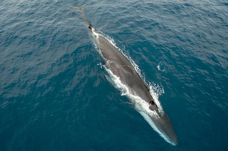 Fin Whale From Drone photographed during Capt. Dave’s Dana Point Dolphin & Whale Watching Safari Overhead view of fin whale from drone