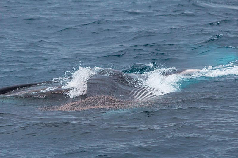 Fin Whale Lunge Feeding photographed during Capt. Dave’s Dana Point Dolphin & Whale Watching Safari Fin whale, with mouth open, surface lunge feeding on krill