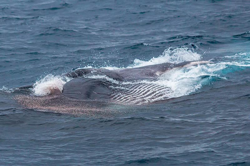 Fin whale, with mouth open, lunge feeding at the surface on krill