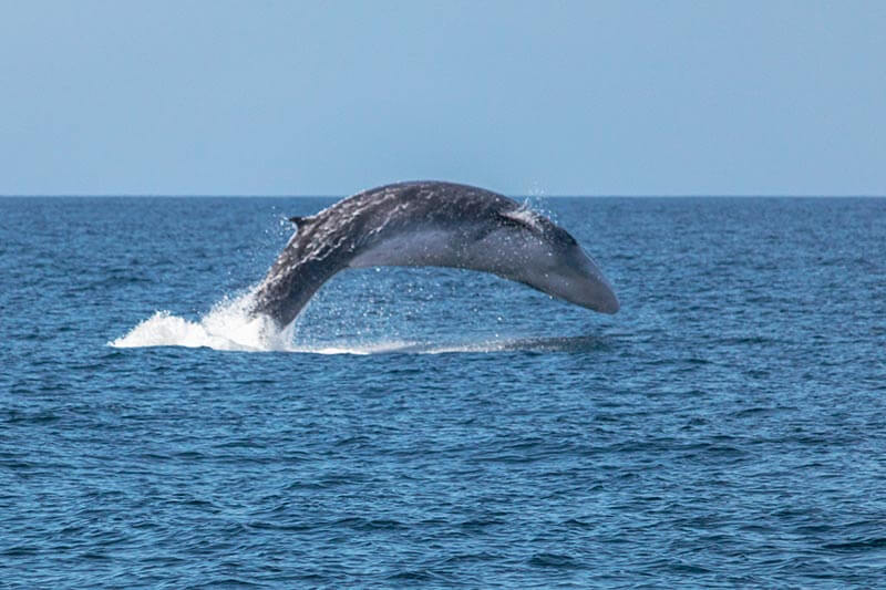Breaching fin whale Very rare breaching fin whale