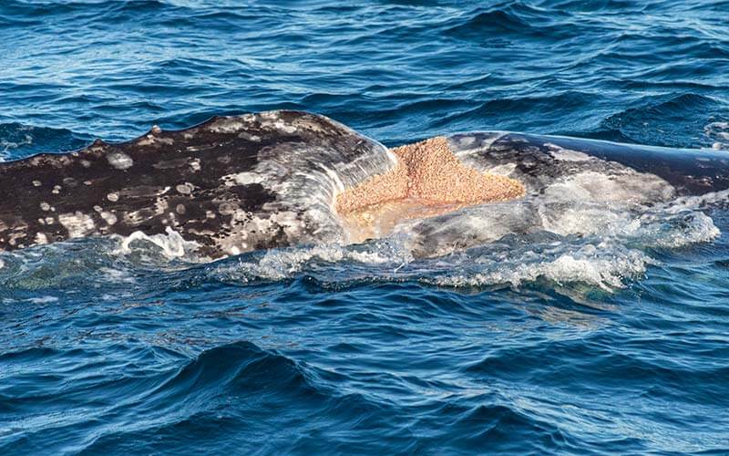 Gray Whale Scarback Gray whale called Scarback with harpoon injury