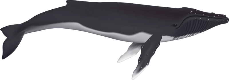 Humpback Whale Illustration