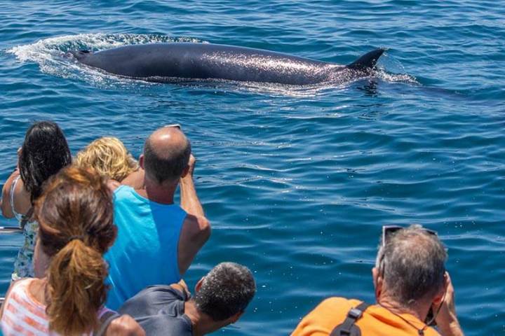 Capt. Dave's guests get up close with a minke whale