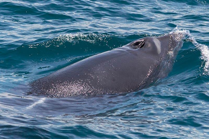 Minke Whale photographed during Capt. Dave’s Dana Point Dolphin & Whale Watching Safari Minke whale with two blow holes visible