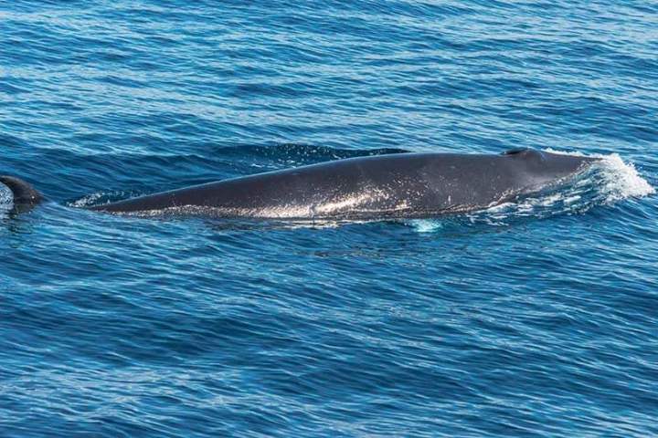 Minke whale at the surface