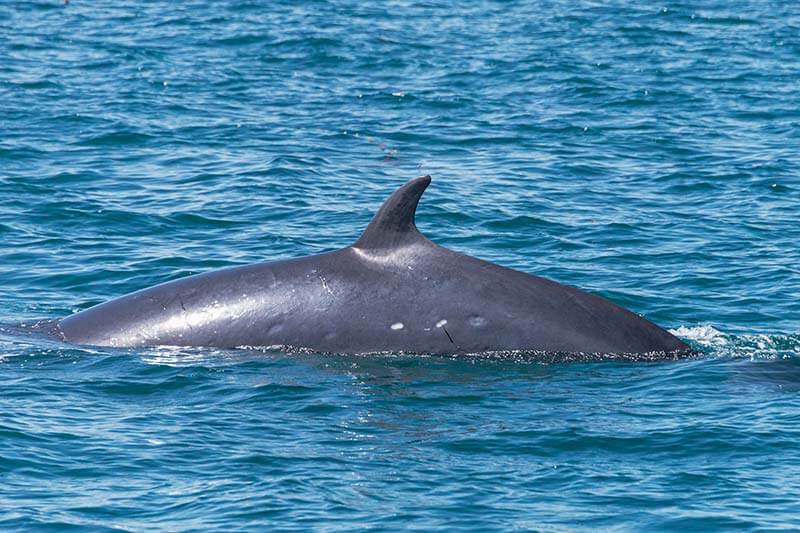 Minke Whale Dorsal Fin photographed during Capt. Dave’s Dana Point Dolphin & Whale Watching Safari Minke whale dorsal fin