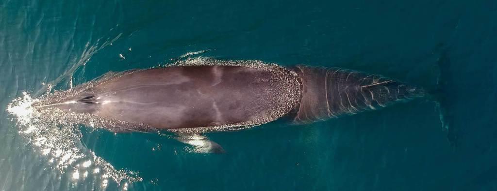 Overhead view of minke whale from a drone