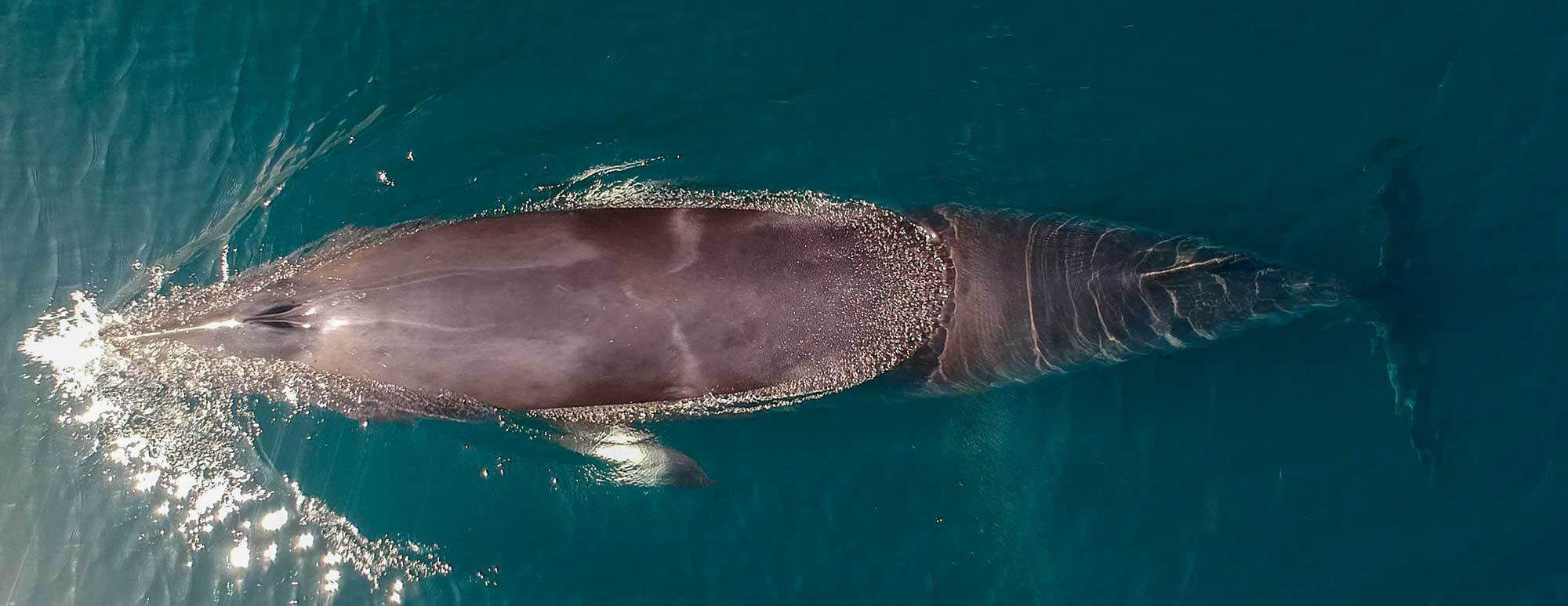 Minke Whale Overhead view of minke whale from a drone
