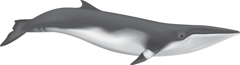 Minke Whale Illustration