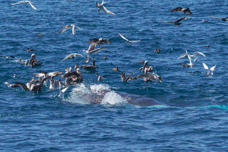 Minke Whale Surface Lunge Feeding Minke whale lunge feeding at the surface with ventral pleats visible