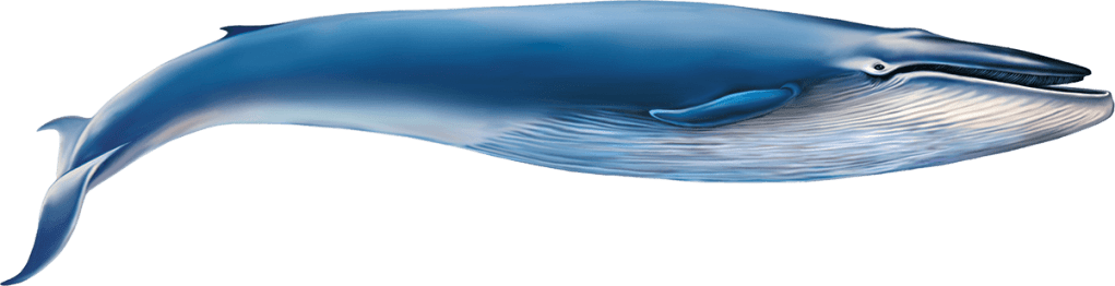 Blue Whale illustration