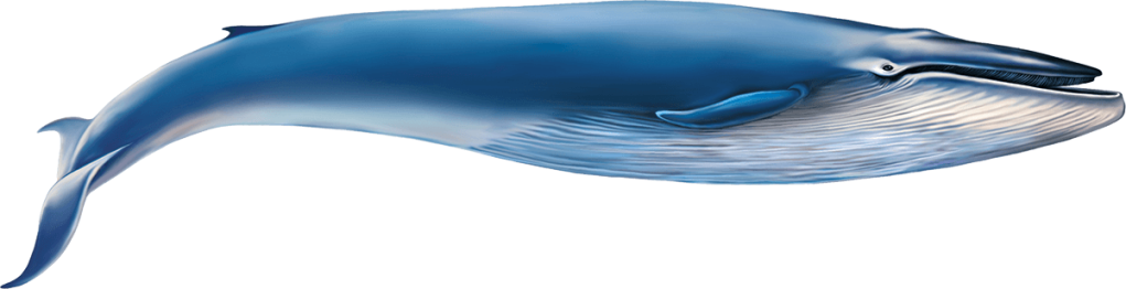 Blue Whale illustration