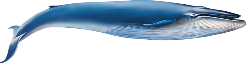 Blue Whale illustration