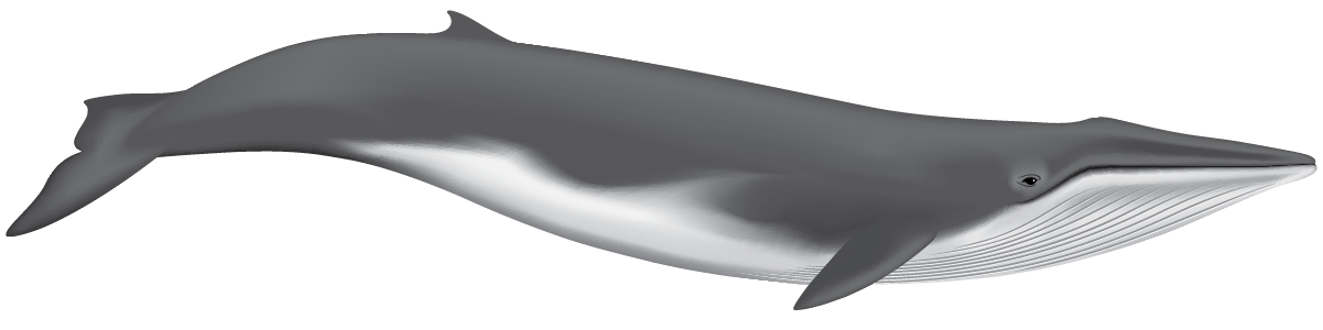 Fin Whale illustration