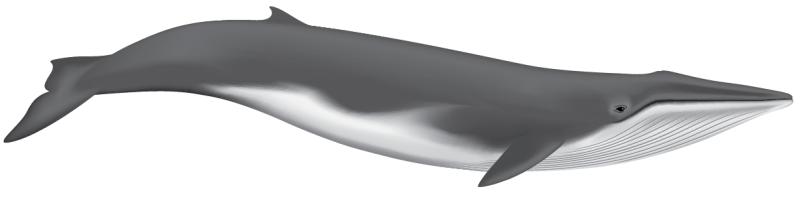 Fin Whale illustration