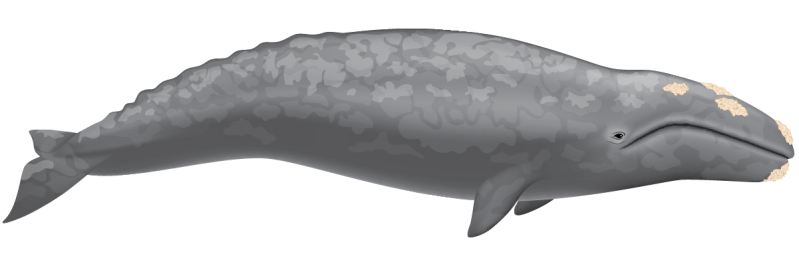 Gray Whale illustration