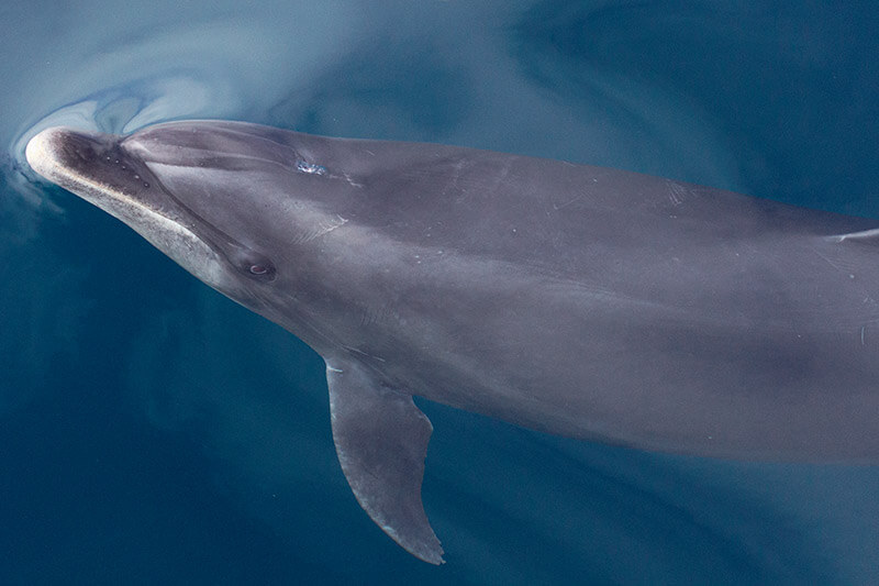 Bottlenose dolphin photographed during Capt. Dave’s Dana Point Dolphin & Whale Watching Safari Wild bottlenose dolphin glances up under glassy seas