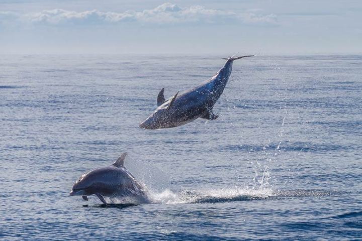 2 Wild bottlenose dolphins. One dolphin leaping out of water. The other jumping out of water upside down.