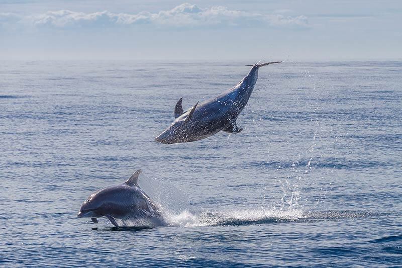 Wild bottlenose dolphins photographed during Capt. Dave’s Dana Point Dolphin & Whale Watching Safari 2 Wild bottlenose dolphins. One dolphin leaping out of water. The other jumping out of water upside down.