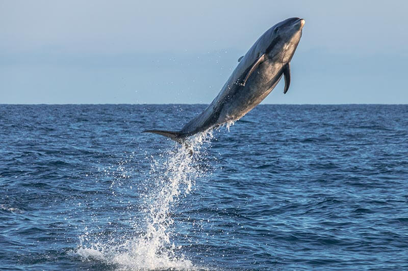 Wild Bottlenose dolphin photographed during Capt. Dave’s Dana Point Dolphin & Whale Watching Safari Wild bottlenose dolphin leaps high into the air