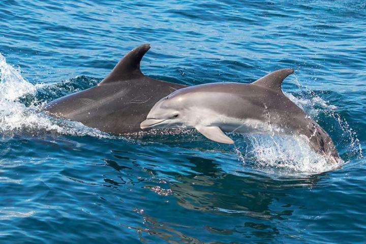 Wild bottlenose dolphin mother and calf