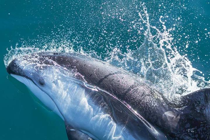 A wild Pacific white-sided dolphin near Dana Point, California