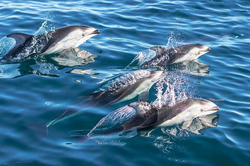 Pod of Pacific-White-sided-Dolphins Four wild Pacific white-sided dolphins surface off the coast of Dana Point, California