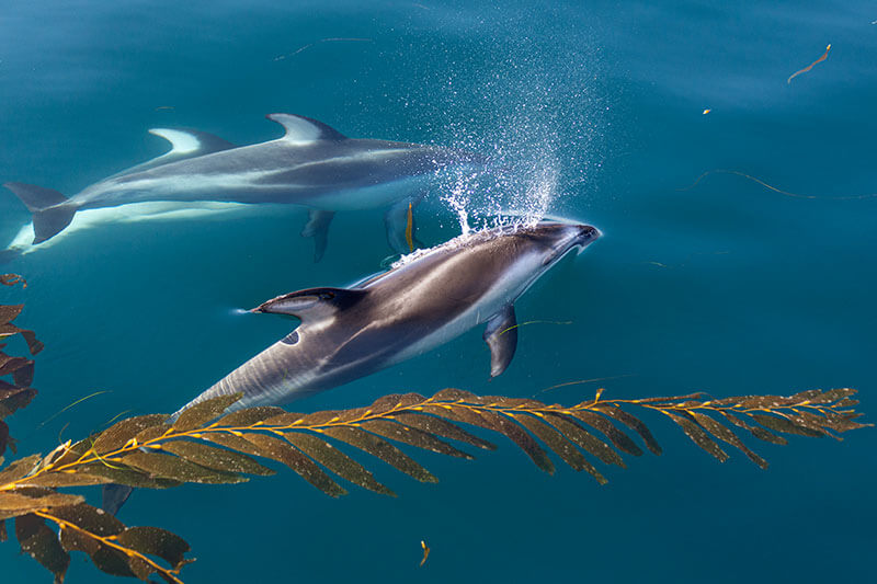Three Pacific-White-sided-Dolphins Three wild Pacific white-sided dolphins swim past kelp strands