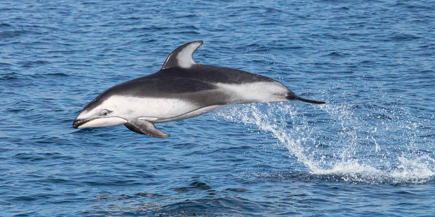 A wild Pacific white-sided dolphin leaping in the air