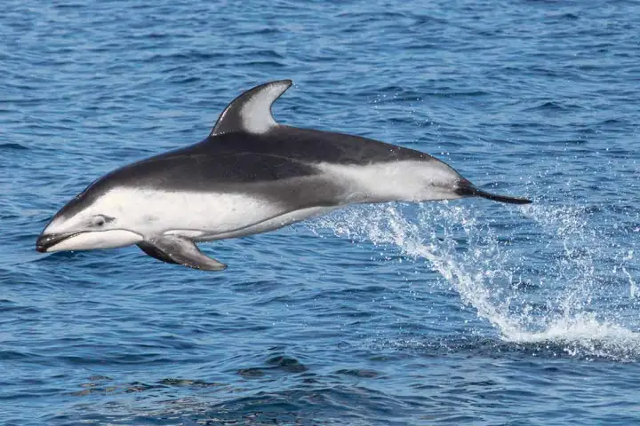 A wild Pacific white-sided dolphin leaping in the air