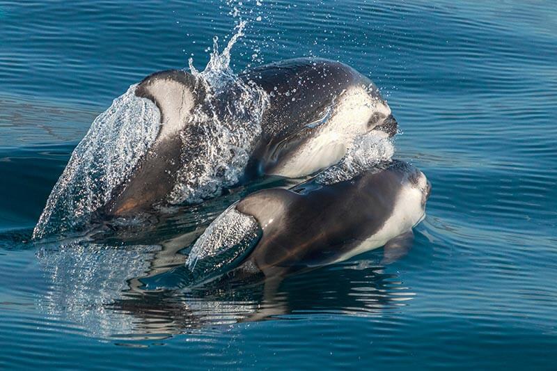 Mother and Calf Pacific-White-sided-Dolphins Wild mother and calf Pacific white-sided dolphins at the surface near Dana Point, California