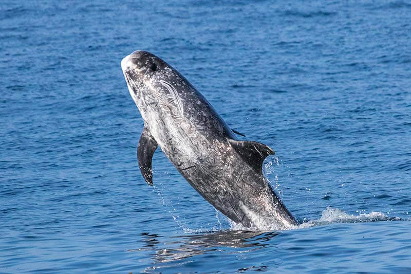 Wild Risso's dolphin jumping in the air near Dana Point, California