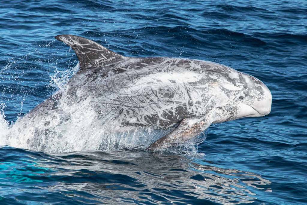 Wild Risso's dolphin jumping near Dana Point, California