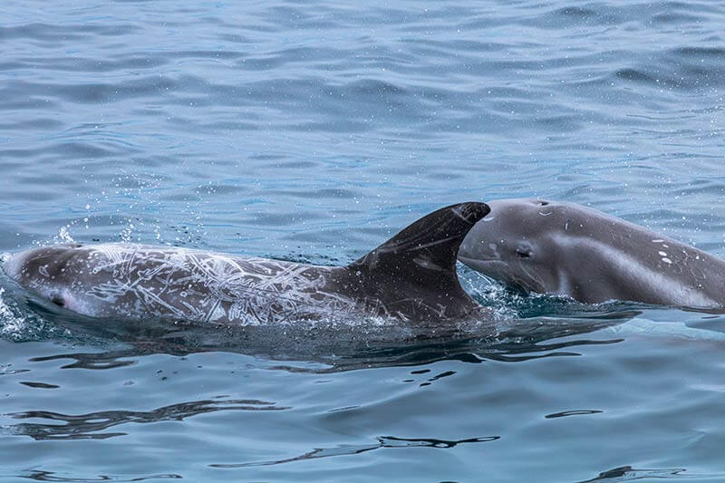 Wild Mother and Calf Risso's seen near Dana Point, CaliforniaDolphins