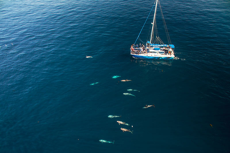 Drone view of Capt. Dave's catamaran Manute'a viewing pod of wild Risso's dolphins near Dana Point, California