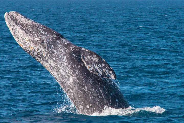 A gray whale jumping out of the water near Dana Point, California
