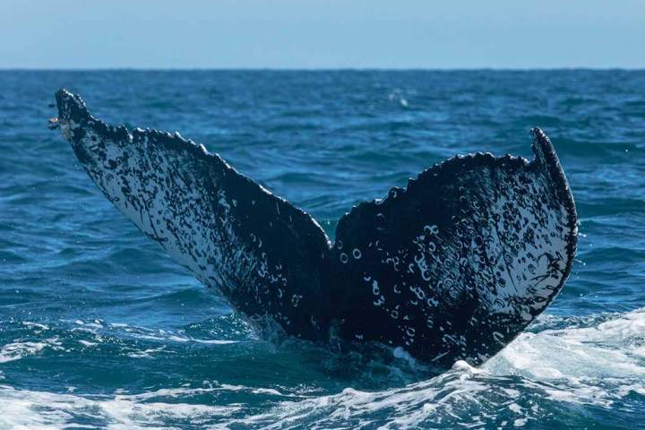 A humpback whale tail during Dana Point whale watching cruise