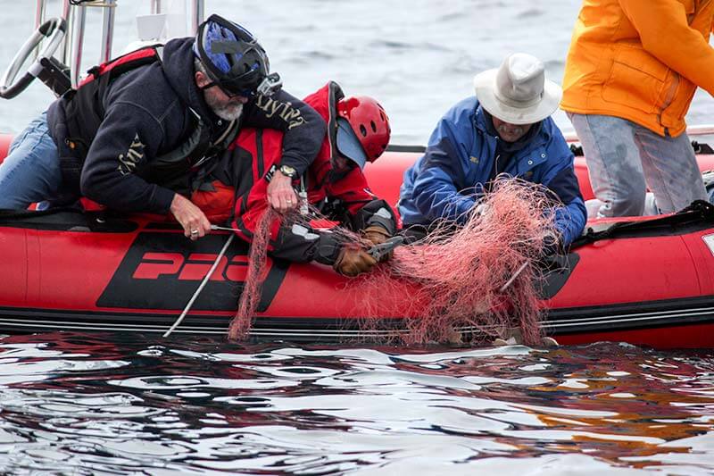 Capt Dave, Dana, Mark remove net from entangled gray whale