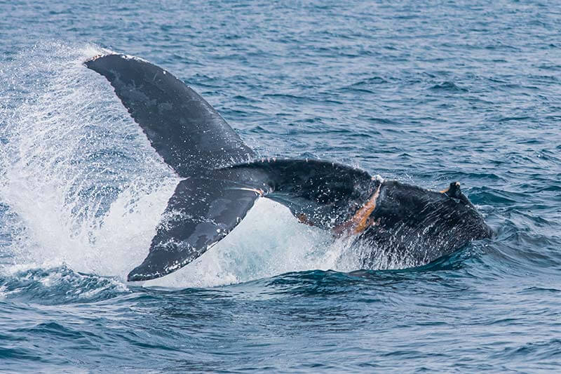 Entangled humpback whale thrashing its tail