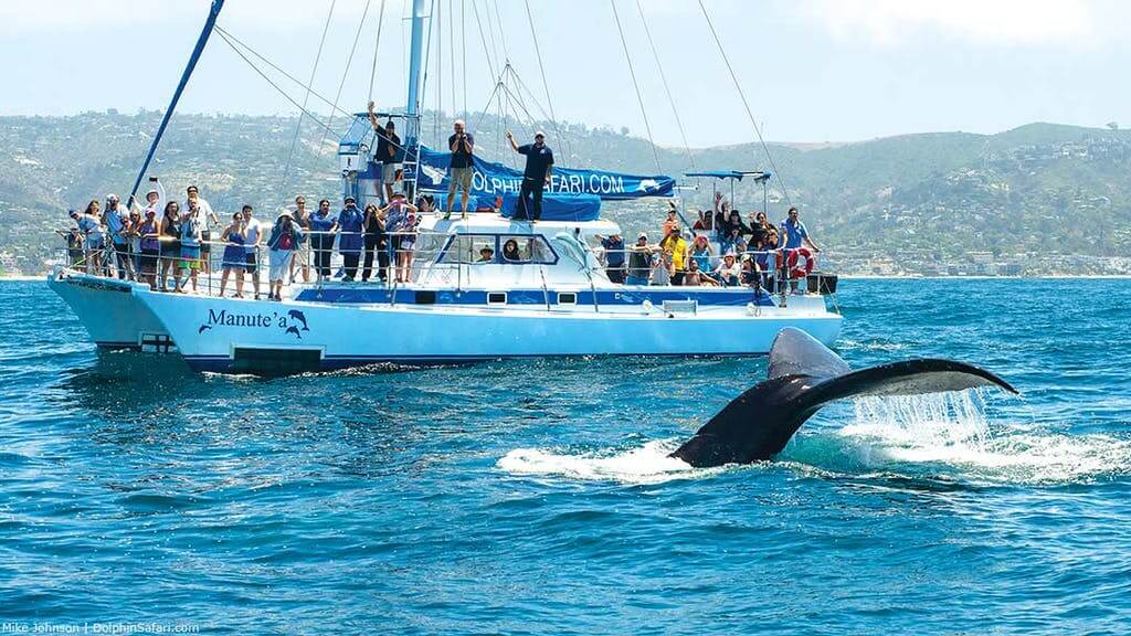 Manutea and Humpback Whale Dolphin Safari