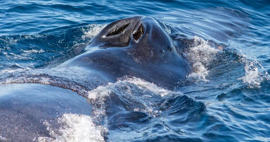 Whale Watching in Afternoon Dolphin Safari