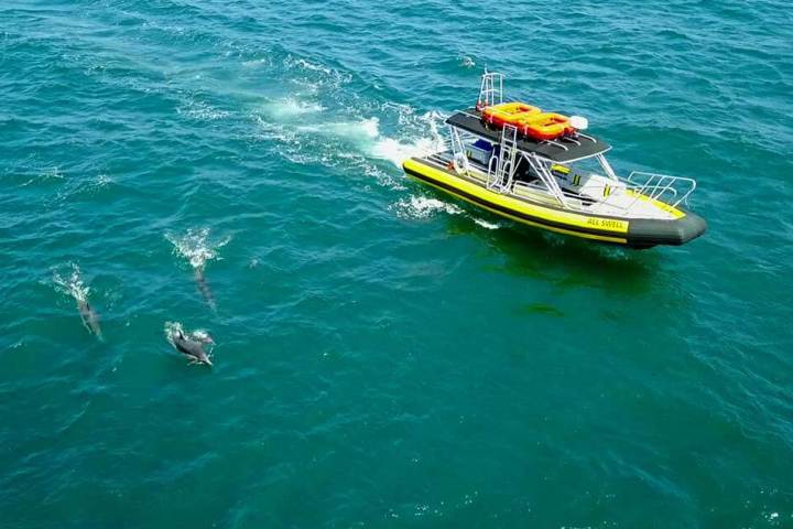Zodiac Boat AllsWell surrounded by dolphins off Dana Point, California