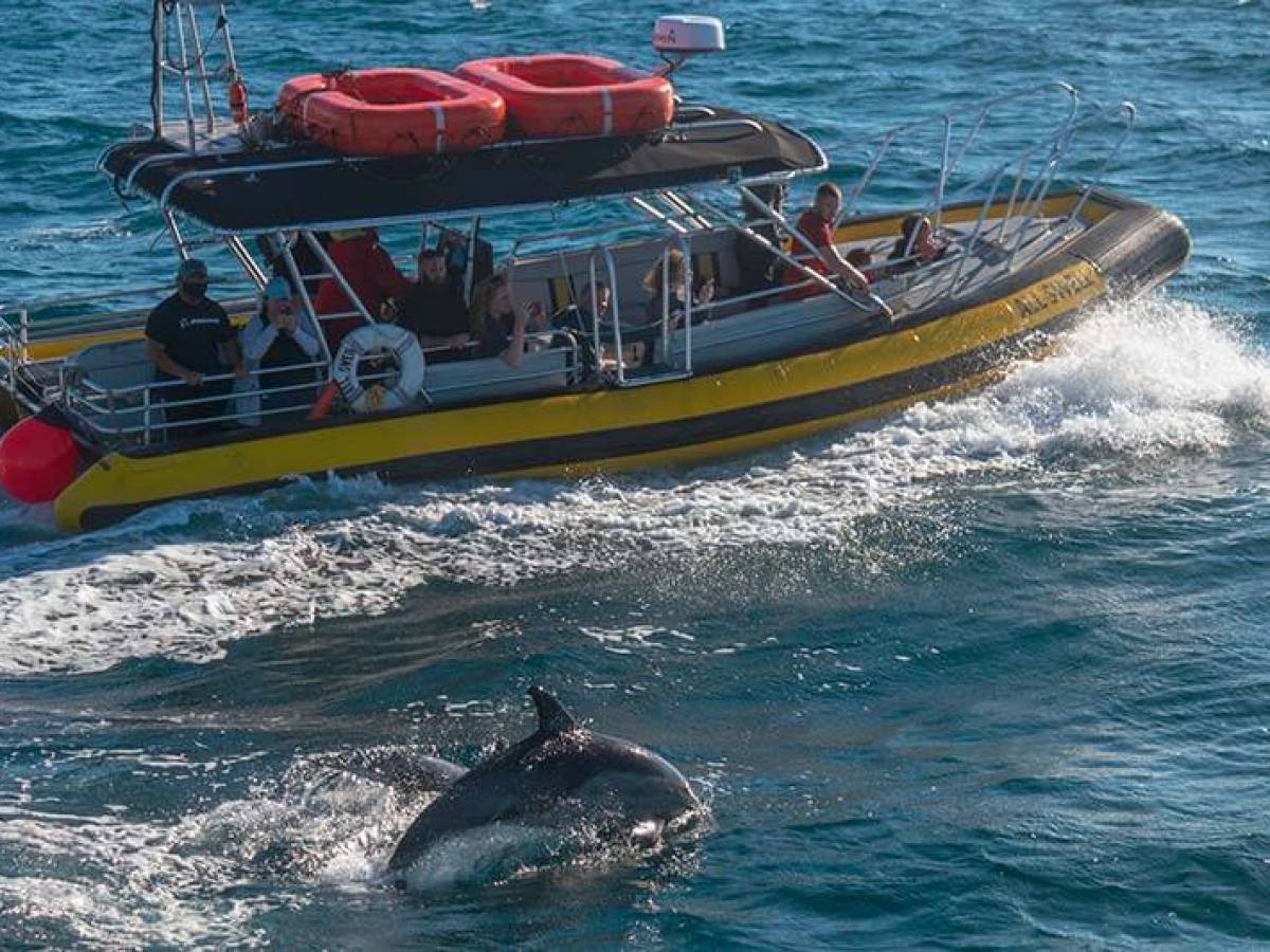 Dolphin jumping out of the water next to yellow zodiac boat called AllsWell